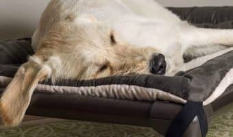 Our Kuranda dog bed review covers everything you need to know about this popular chew-resistant bed! Check out features, pros, cons and more!