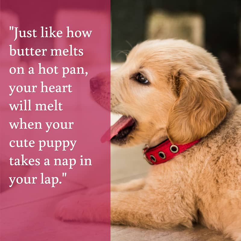 Top 10 Sweetest Welcome New Puppy Quotes DogVills