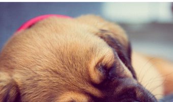 If you're planning a dog adoption announcement, you'll need some cute new puppy quotes to include! Check out our top 10 favorites!