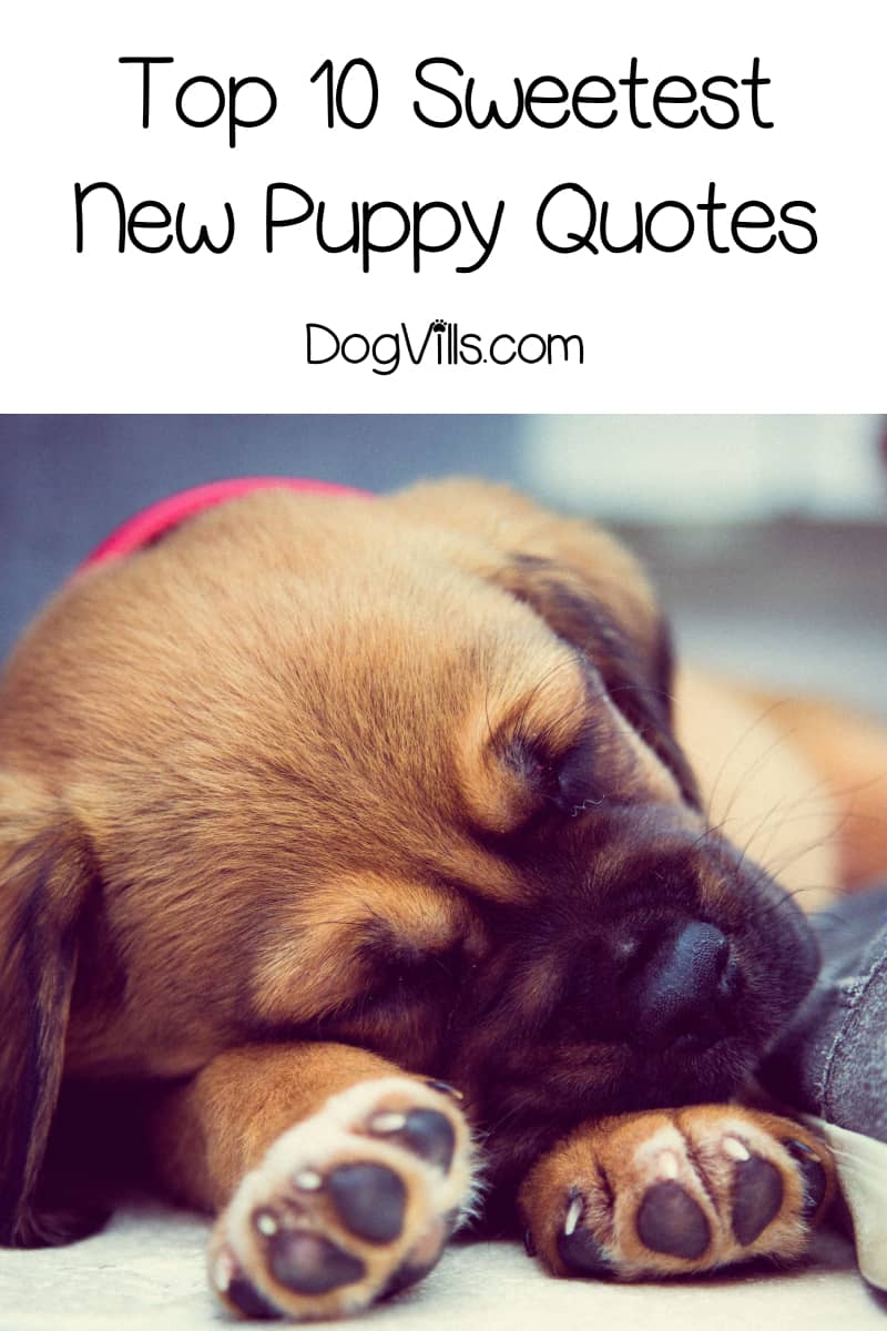 Top 10 Sweetest "Welcome New Puppy" Quotes - DogVills