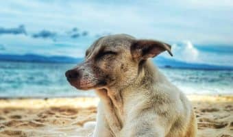 Saltwater dog names are a fantastic way to go for beach lovers and seaside dwellers!  Check out our top 20 favorite "salty" & ocean themed dog names!