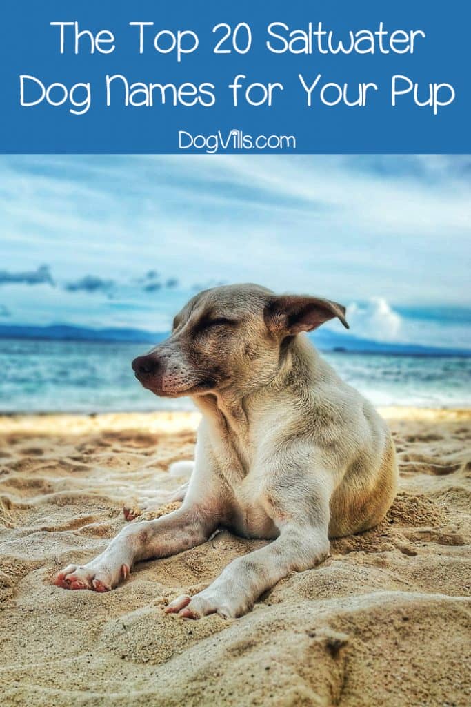 The Top 20 Saltwater Dog Names for Your Pup - DogVills
