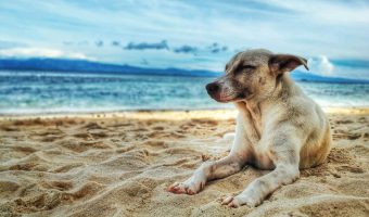 Saltwater dog names are a fantastic way to go for beach lovers and seaside dwellers!  Check out our top 20 favorite "salty" & ocean themed dog names!