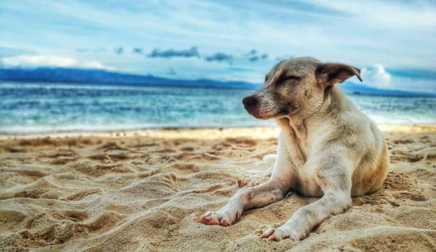 This cute beach-loving pooch has one of the best surf dog names!