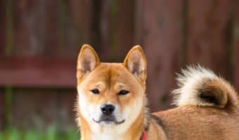 Is Shiba Inu hypoallergenic? Find out if this gorgeous Japanese dog breed is allergy friendly, plus learn everything you need to know about them!