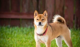 Is Shiba Inu hypoallergenic? Find out if this gorgeous Japanese dog breed is allergy friendly, plus learn everything you need to know about them!