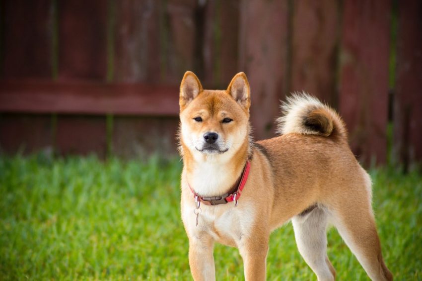 Shiba Inu dogs tend to form bonds with just one person. 