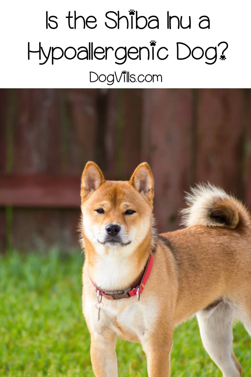 Is Shiba Inu Hypoallergenic Dogvills