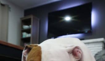Knowing the signs a dog is dying of cancer can better help you prepare to say goodbye to your beloved canine companion. Read on for what to look for.