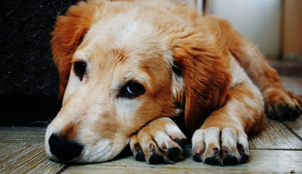 Knowing the signs a dog is dying of cancer can better help you prepare to say goodbye to your beloved canine companion. Read on for what to look for.
