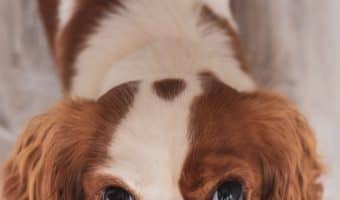 Working from home with a puppy may sound like the dream, but it's trickier than you might think! Check out our top ten tips to make it easier.