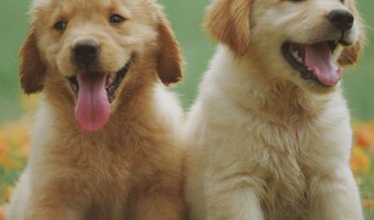 Is having two dogs more than twice as difficult as having just one? If you're worried that you're in more than double the amount of work, read on!