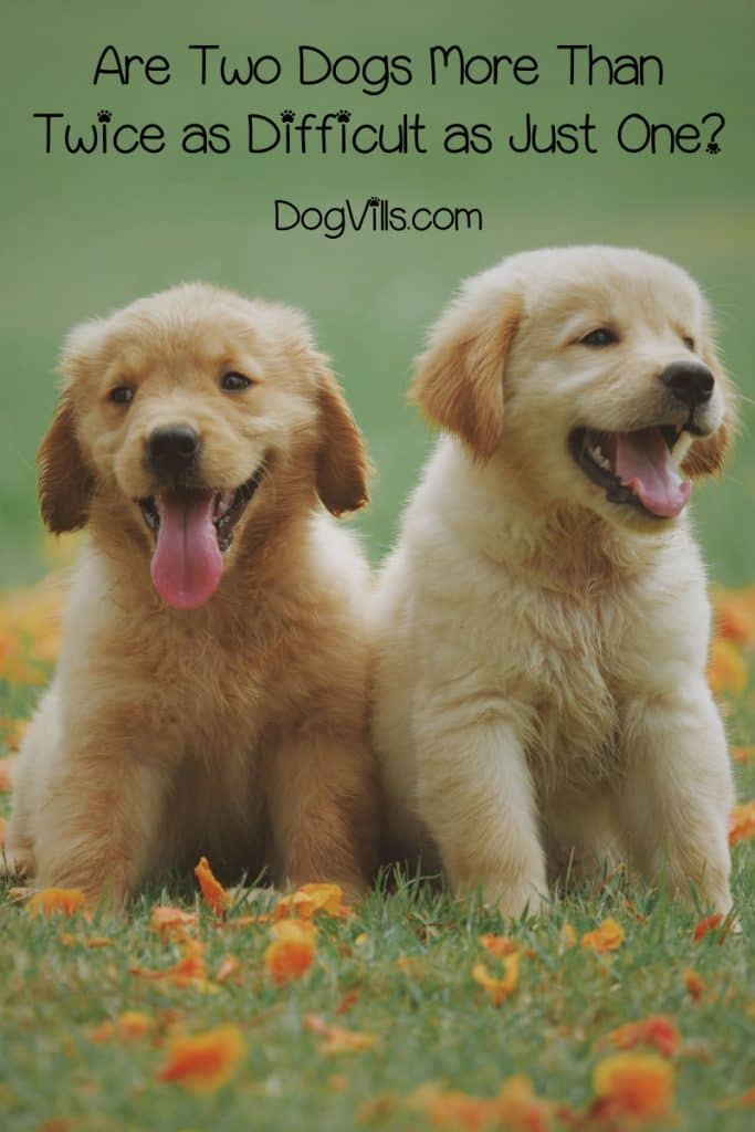 Are Two Dogs More Than Twice as Difficult as Just One? - DogVills
