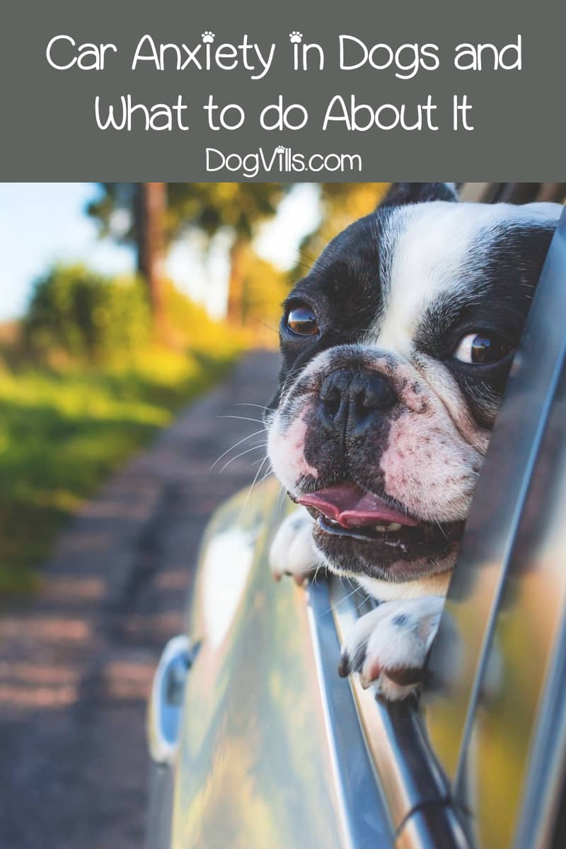 Car Anxiety in Dogs and What to do About It DogVills