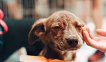 Do you know how to train a dog to be calm around strangers? If not, don't worry: we've got you covered! Check out 5 tips to make it a breeze!