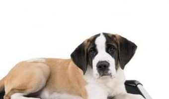 k9 ballistics cujo cot