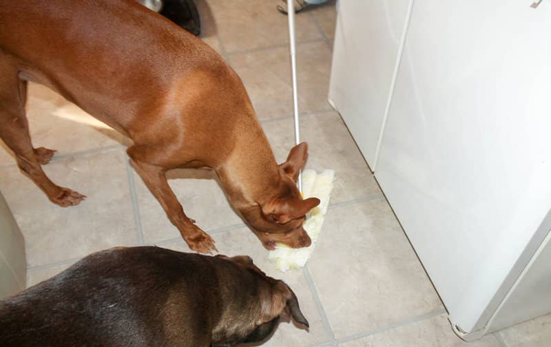 Stop shedding from spreading with Swiffer Heavy Duty Pet lineup!
