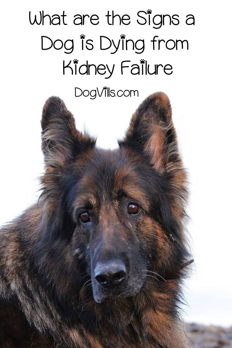 how do you tell if your dogs kidneys are failing