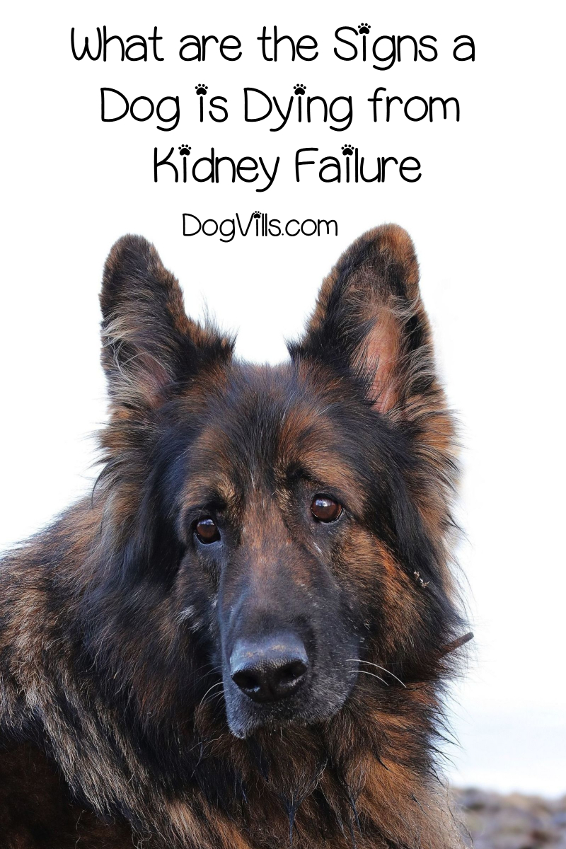Signs Your Dog Is Dying From Kidney Failure And How You Can Prevent It 