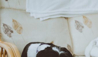 What is the best dog bed for dogs with arthritis? Learn what to look for when buying a bed, then check out my top 10 picks!