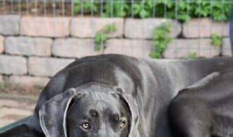 What is the best dog bed for a Great Dane? Here's a hint: it's not just the biggest one! Check out 5 fantastic choices, plus tips on how to choose!