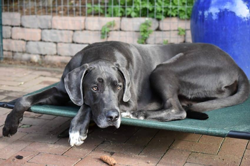 What is the best dog bed for a Great Dane? Here's a hint: it's not just the biggest one! Check out 5 fantastic choices, plus tips on how to choose!