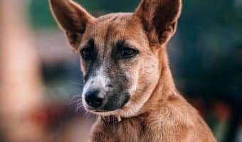 Looking for deaf dog names that are inspired by deaf characters or figures in history? Read on for our top picks for male & female dogs!