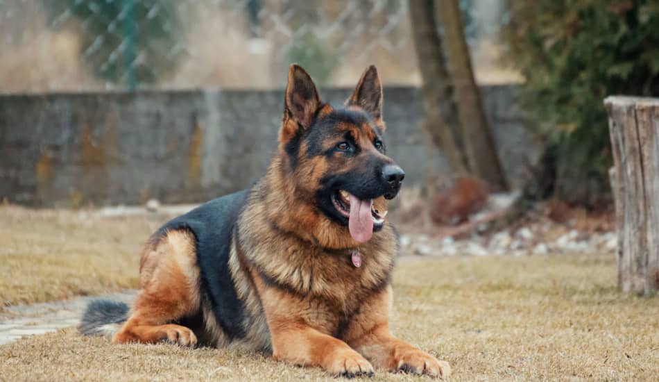 Do Dogs Sense Death in a Loved One? - DogVills Do Dogs Sense Death in a Loved One? - DogVills