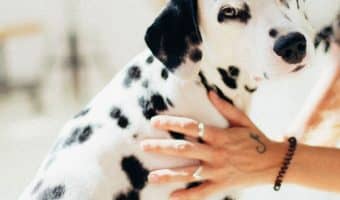 Like all dogs, deaf dogs can and do pick up training easily when done correctly, so let's dive into teaching a deaf dog to stay.