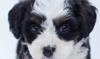 What are the chances that an indoor dog contracts heartworm? Can I skip prevention if my dog never goes outside? Find out the answer to these questions and more!