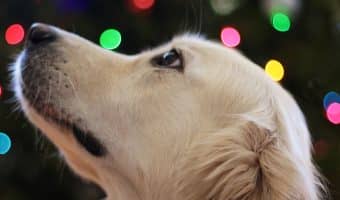Is it okay to leave a dog alone for the weekend? The answer depends on several factors. Find out what to consider before packing your bags!