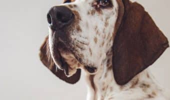 Looking for the best orthopedic dog beds for large breeds? I did the research for you! Check out my top 5 picks, plus features to look for when choosing.