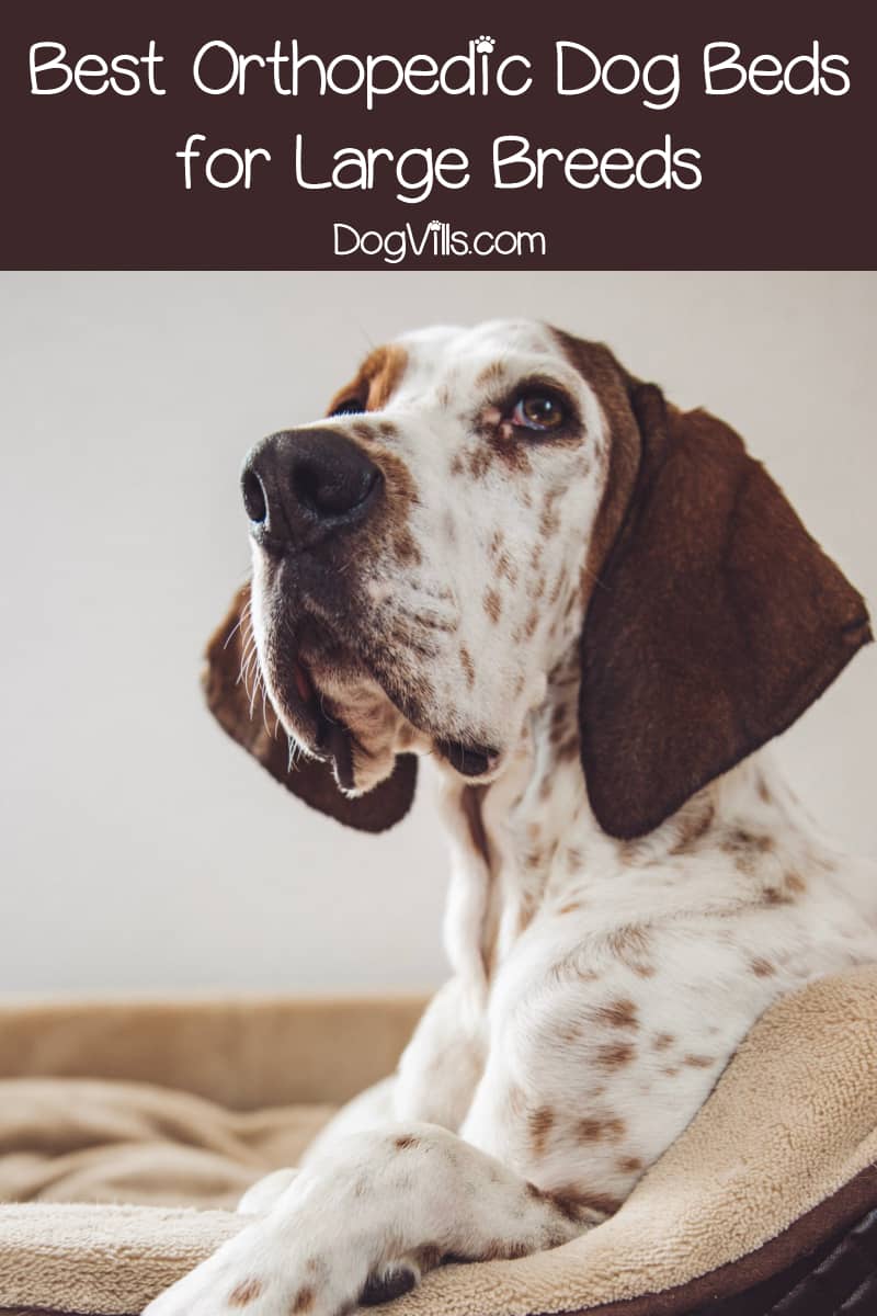 best dog beds for large breeds