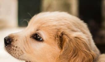 Is puppy potty training at night harder than during the day? Should you wake your puppy up to pee at night? Find out these answers & more!