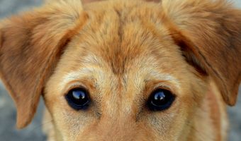 Protective behavior in dogs is far different from aggressive behavior. Learn how the signs your dog is protective of you vs. signs he is aggressive.