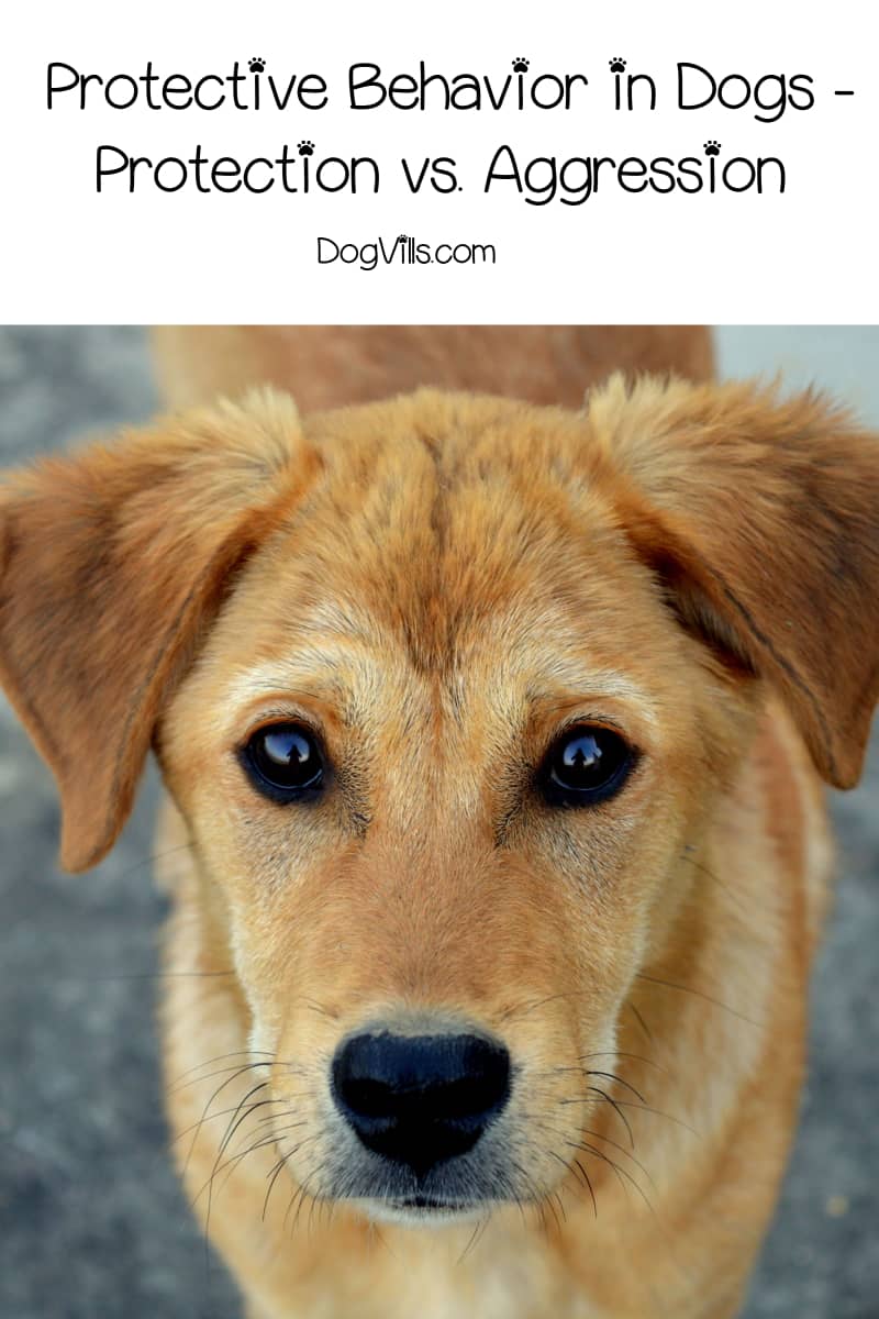 Protective Behavior in Dogs Protection vs. Aggression DogVills