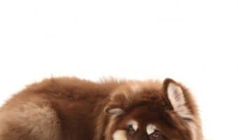 Looking for a good budget-friendly dog bed? Check out our complete LaiFug Orthopedic Memory Foam Dog Bed Review to see if it's right for your pup!