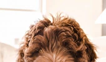 Looking for a good budget-friendly dog bed? Check out our Milliard Premium Orthopedic Pet Bed review to see if it's right for your pup!