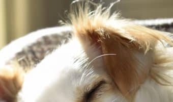 Looking for the best dog bed for hip dysplasia? It's not as simple as just buying an orthodpedic bed. Learn how to choose, and check out our top 5 picks.