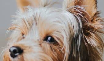 20 best dog breeds for anxiety