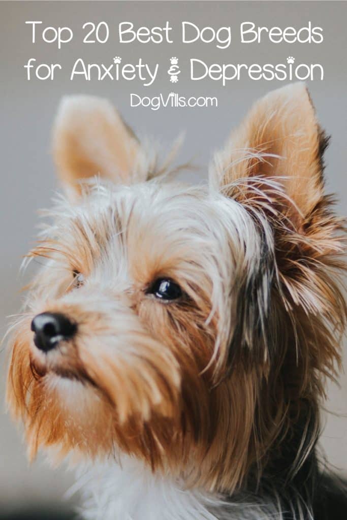 Best For Pets Best For Pets