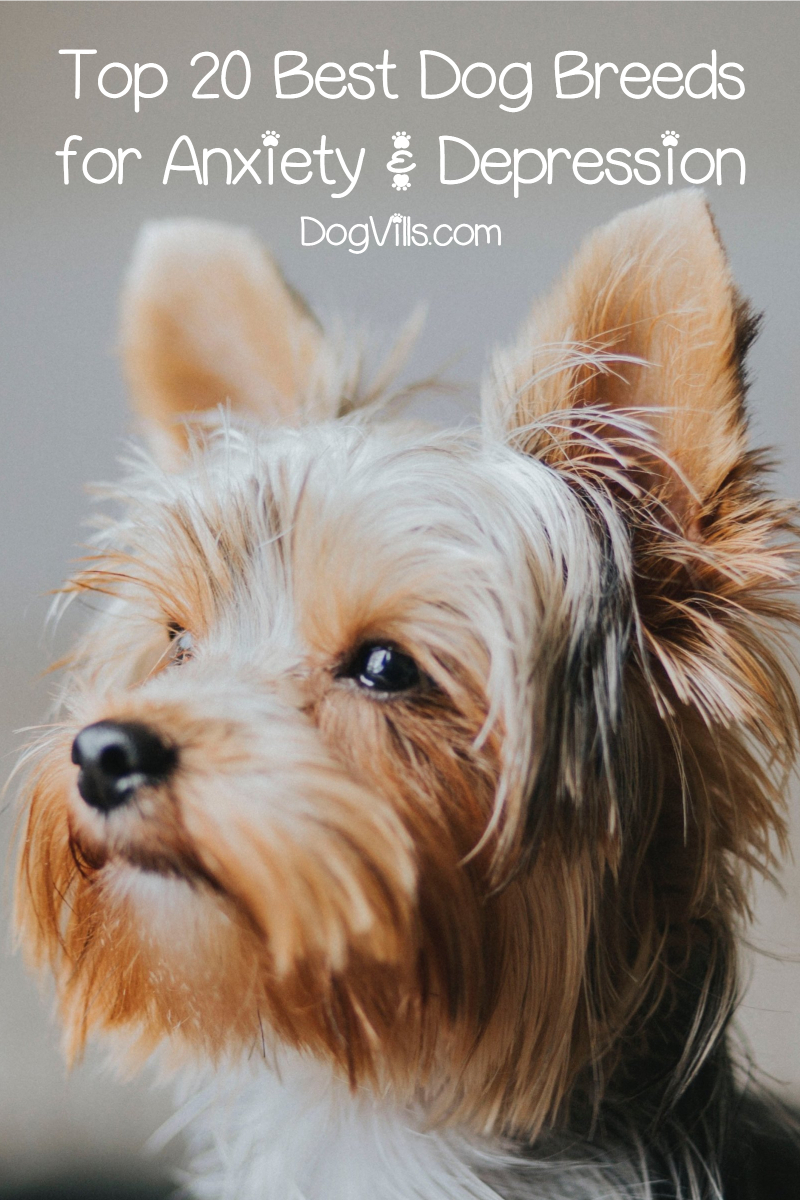 20 best dog breeds for anxiety