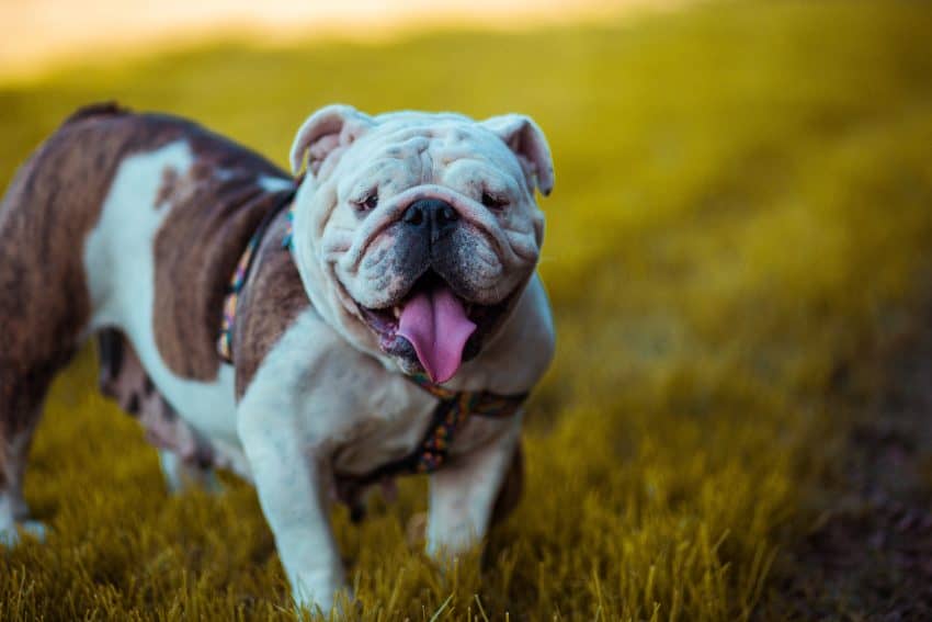 best dog breeds for anxiety 