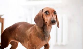 What is the best dog for single working female? How about the best dog for a single man? Read on to discover our top ten picks that are great for both!