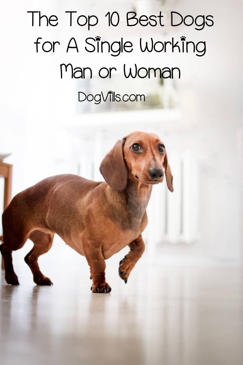 best dog breed for single man