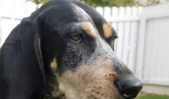 If you're looking for the perfect Treeing Walker Coonhound dog names, you have come to the right place! Check out these 15 names for males & females!
