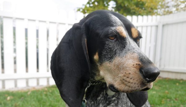 If you're looking for the perfect Treeing Walker Coonhound dog names, you have come to the right place! Check out these 15 names for males & females!