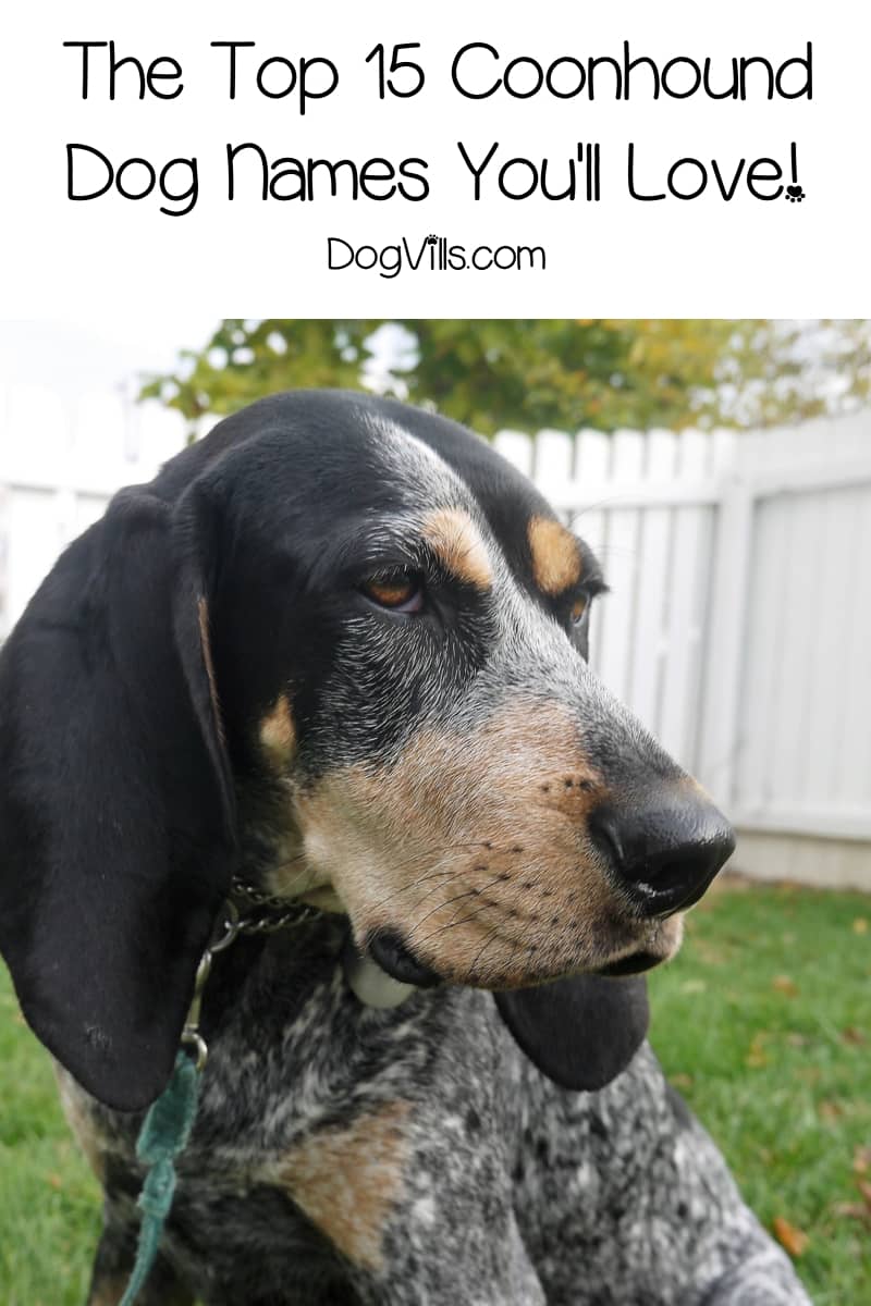 The Top 15 Coonhound Dog Names DogVills