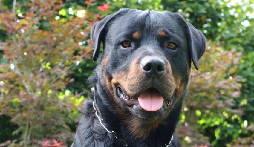 Knowing which dog breeds vets worry about the most can help you make a more informed decision before adopting a puppy. Read on to learn about the top 5.