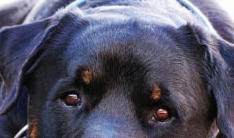 Knowing which dog breeds vets worry about the most can help you make a more informed decision before adopting a puppy. Read on to learn about the top 5.